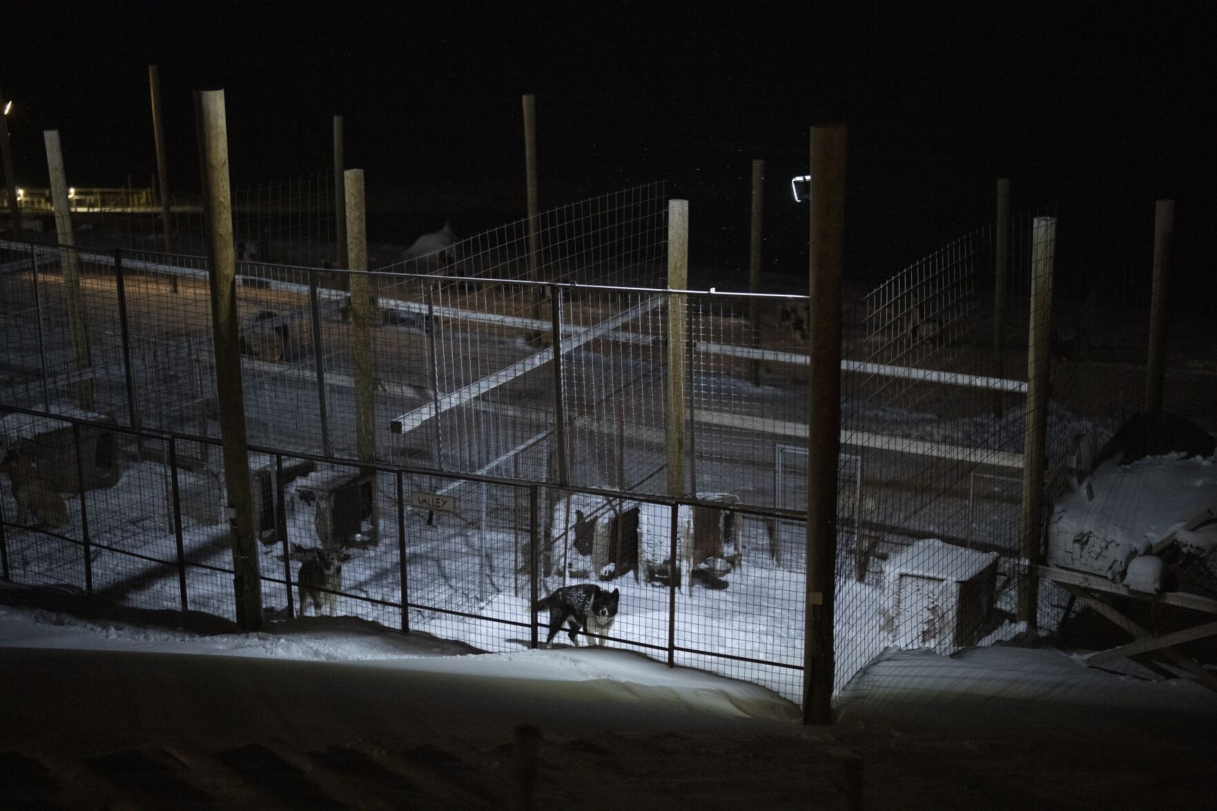 Norwegian Arctic Dog Sledding